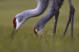 Florida Sandhills